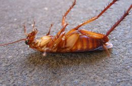 Как потравить тараканов борной кислотой?