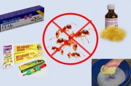 Порошки от муравьев изгонят насекомых из вашего дома!